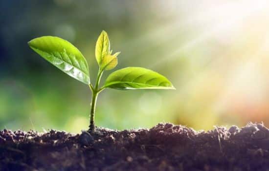 Plantas